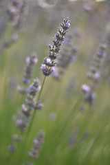 Obraz premium Lavendel (Lavandula angustifolia)