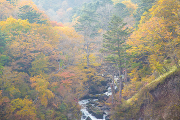 Kegon Falls with colorful autumn tree forest  in Autumn Season