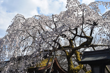 平野神社の桜