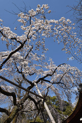 平野神社の桜