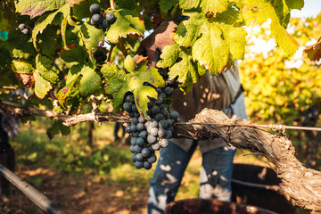 PUGLIA / ITALY -  SEPTEMBER 2019: Seasonal harvesting of Primitivo grapes in the vineyard