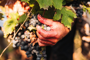 PUGLIA / ITALY -  SEPTEMBER 2019: Seasonal harvesting of Primitivo grapes in the vineyard