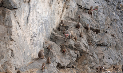 monkeys climbing a mountain in taif saudi arabia   