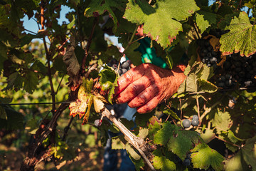 PUGLIA / ITALY -  SEPTEMBER 2019: Seasonal harvesting of Primitivo grapes in the vineyard