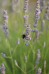 Lavendel (Lavandula angustifolia) mit Insekt