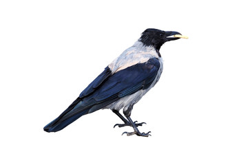 Crow with cookies in its beak isolated on white background, raven
