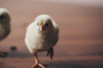 Child. Animal. Background. 