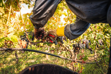 PUGLIA / ITALY -  SEPTEMBER 2019: Seasonal harvesting of Primitivo grapes in the vineyard