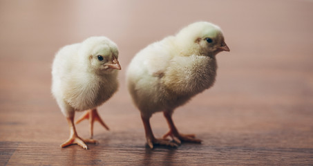 Easter chicken bird. Background. 