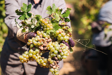 PUGLIA / ITALY -  SEPTEMBER 2019: Seasonal harvesting of Primitivo grapes in the vineyard