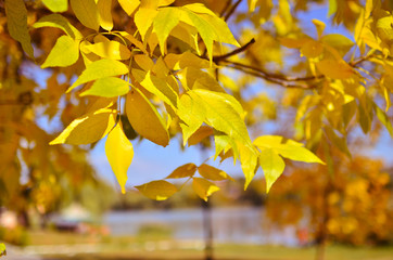 Yellow autumn trees. Bright foliage.