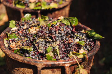 PUGLIA / ITALY -  SEPTEMBER 2019: Seasonal harvesting of Primitivo grapes in the vineyard