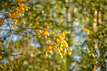 Yellow leaves of a birch tree in the sunshine of a late summer day in Germany