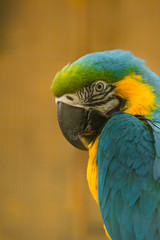 The blue-and-yellow macaw (Latin: Ara ararauna), also blue-and-gold macaw, a large South American parrot with blue top parts and light orange underparts, with gradient hues of green on top of its head