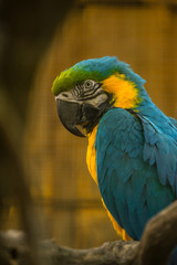 The blue-and-yellow macaw (Latin: Ara ararauna), also blue-and-gold macaw, a large South American parrot with blue top parts and light orange underparts, with gradient hues of green on top of its head