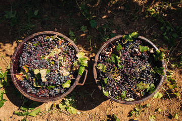 PUGLIA / ITALY -  SEPTEMBER 2019: Seasonal harvesting of Primitivo grapes in the vineyard