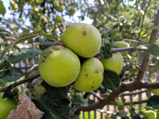 Apple on the tree green and leaves