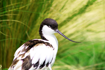 Avocette élégante