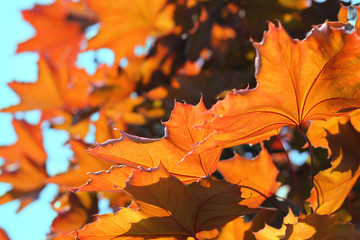 Abstract autumn background of sunlit orange maple leaves