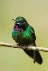 Tourmaline Sunangel - Heliangelus exortis, beautiful shining hummingbird from Andean slopes of South America, Guango Lodge, Ecuador.