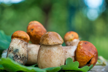 Mushrooms collected in the forest