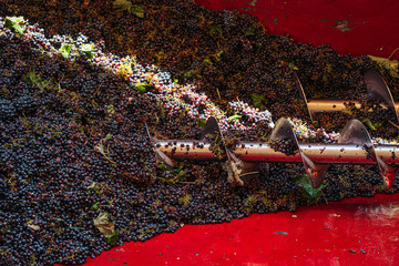 PUGLIA / ITALY -  SEPTEMBER 2019: Making of new Primitivo DOP red wine