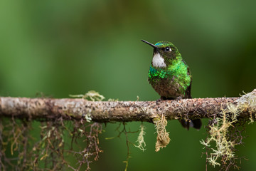 Tourmaline Sunangel - Heliangelus exortis, beautiful shining hummingbird from Andean slopes of South America, Guango Lodge, Ecuador.