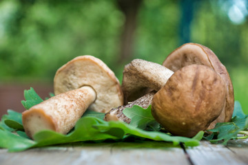 Mushrooms collected in the forest