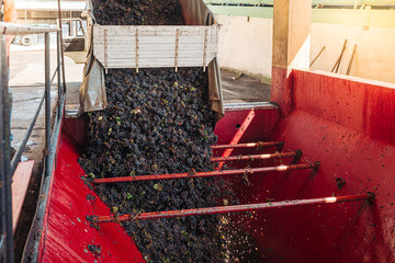PUGLIA / ITALY -  SEPTEMBER 2019: Making of new Primitivo DOP red wine
