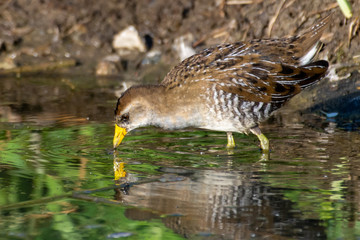 Fototapeta premium The secretive sora bird (Porzana carolina) is a small waterbird of the family Rallidae bird escaping from the marsh reeds and drinks from a pond in the sunshine showing off its yellow beak and legs.