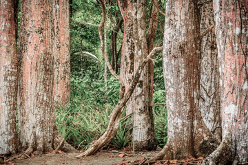 Trees in Costa Rican rain forest