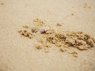 crab on sand