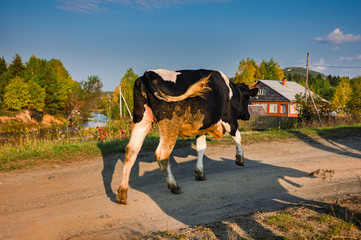 Naklejka premium Village scene cows returning from the pasture. Early autumn.