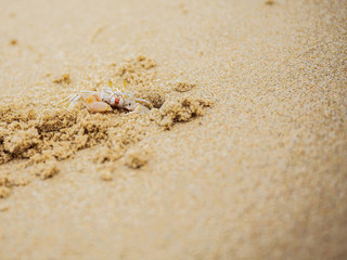 crab on the beach