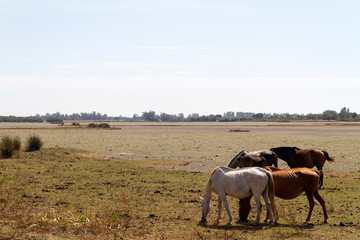 Obraz premium Caballos en El Rocio