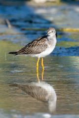 A lesser yellowlegs (Tringa flavipes) is a medium-sized shorebird standing in the water hunting for food in the morning sunshine in British Columbia, Canada.