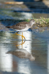 A lesser yellowlegs (Tringa flavipes) is a medium-sized shorebird standing in the water hunting for food in the morning sunshine in British Columbia, Canada.