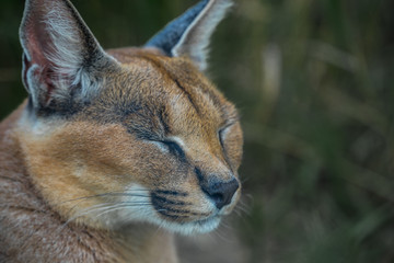 A close facial view of a caracal, a medium-sized wild cat native to Africa, the Middle East, Central Asia, and India. Furry feline animal with closed eyes in the midst of green foliage.