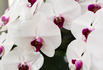 Fototapeta na wymiar Phalaenopsis white orchid in garden
