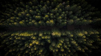 Tree tops aerial photography