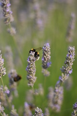 Lavendel (Lavandula angustifolia) mit Insekt