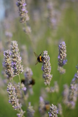 Lavendel (Lavandula angustifolia) mit Insekt