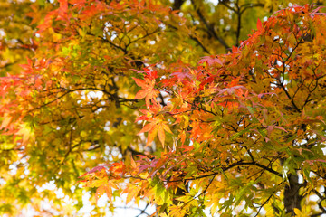 Red and yellow maple autumn tree forest on mountain