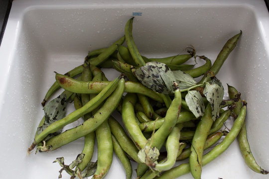 Fresh Broad Bean Pods with Leaves in White Container