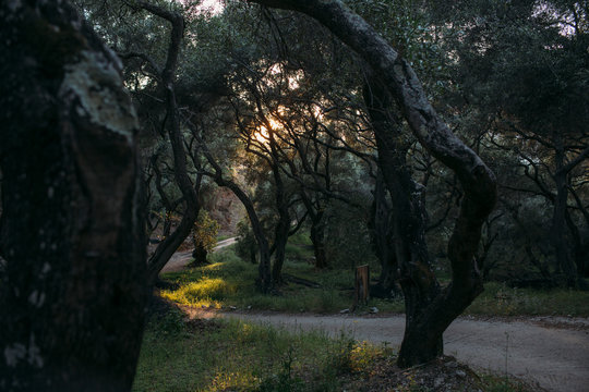 Dappled Sunlight Illuminating a Winding Forest Path Lined with Ancient Gnarled Trees