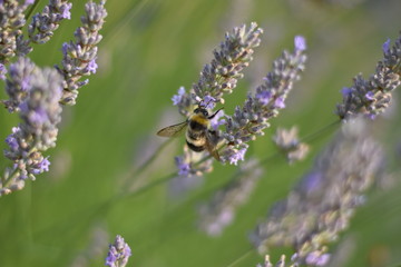 Lavendel (Lavandula angustifolia) mit Insekt