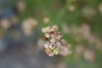 Feuerwanzen auf Samenständen