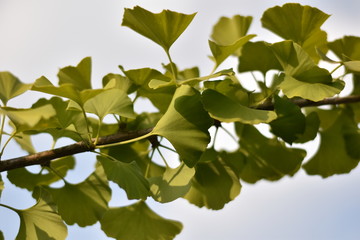 Fototapeta premium Ginkgo biloba