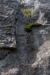 In a vertical granite surface, a small tree is growing on a tiny ledge defying gravity