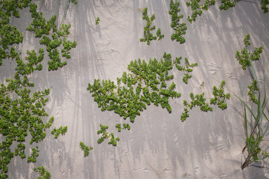 Seaside landscape